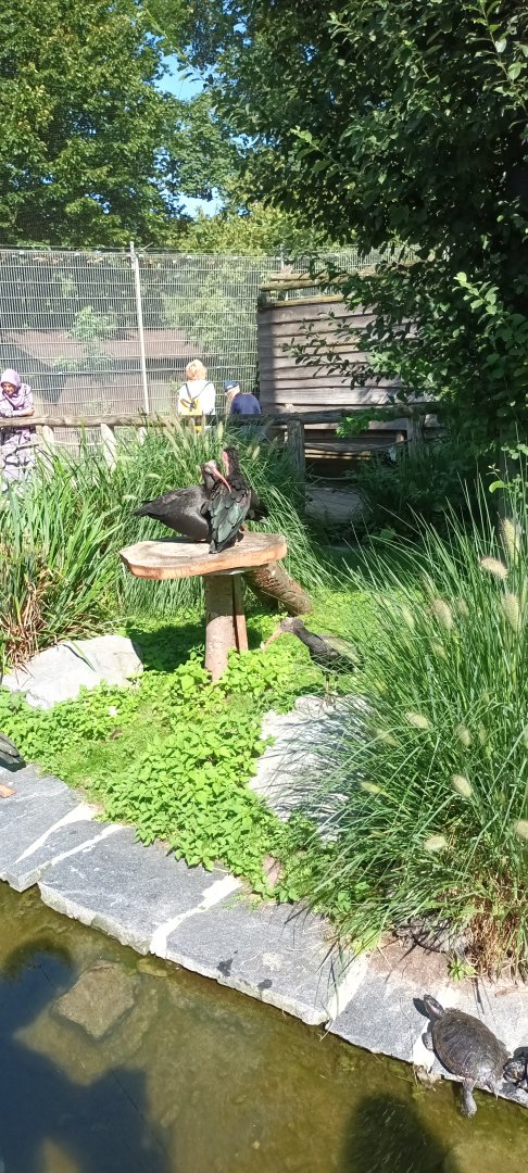 Red eared Slider and Northern bald Ibises