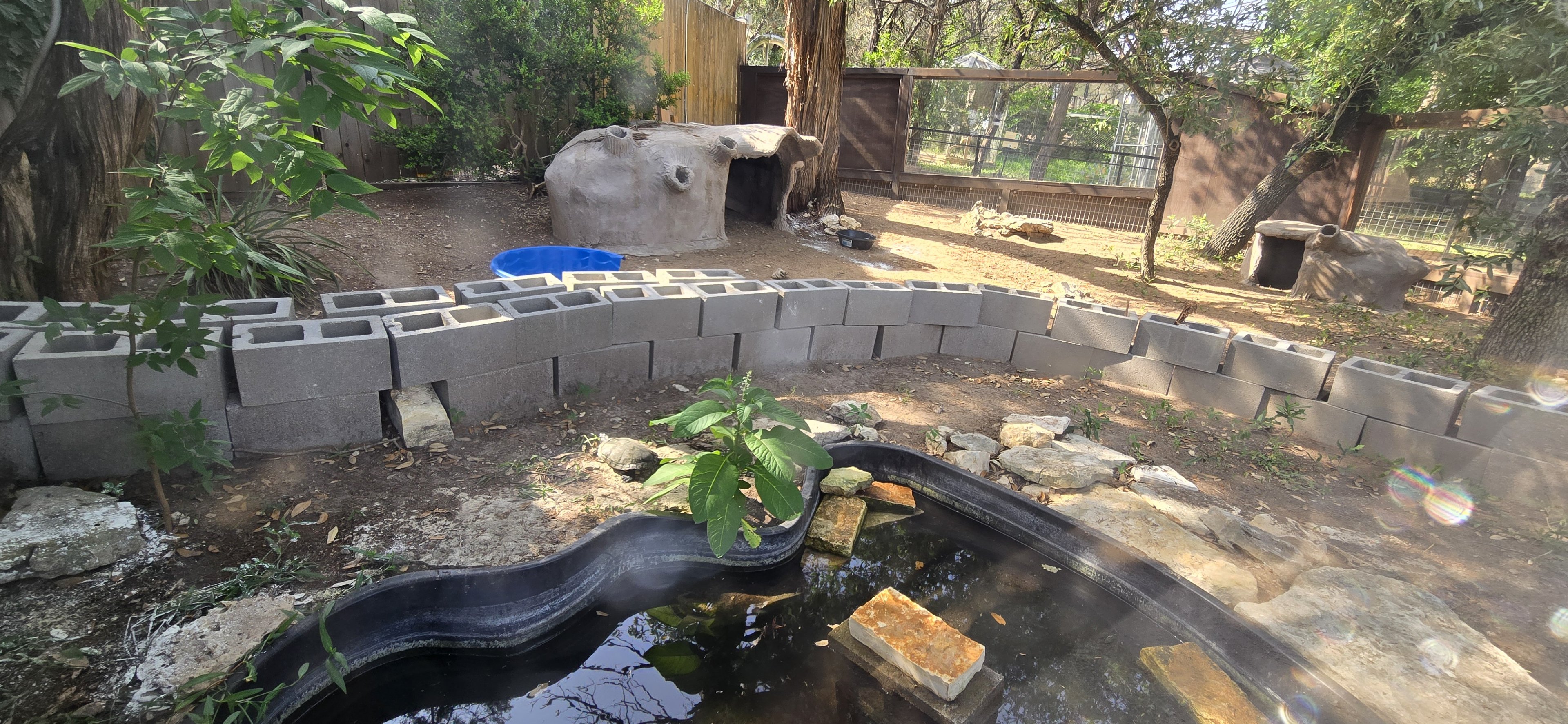 Red eared slider and red-footed tortoise