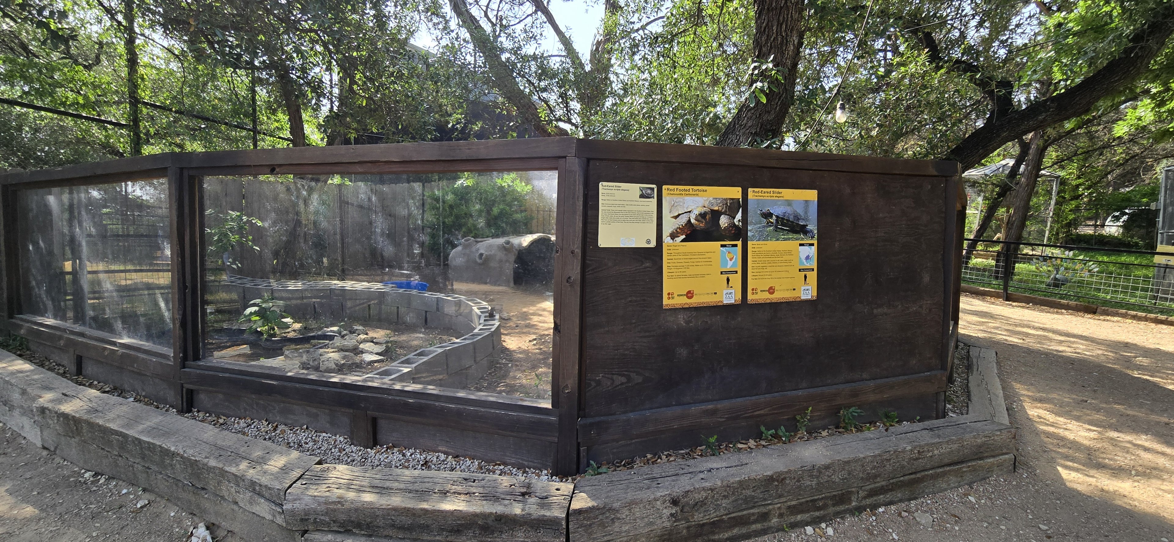 Red eared slider and red-footed tortoise