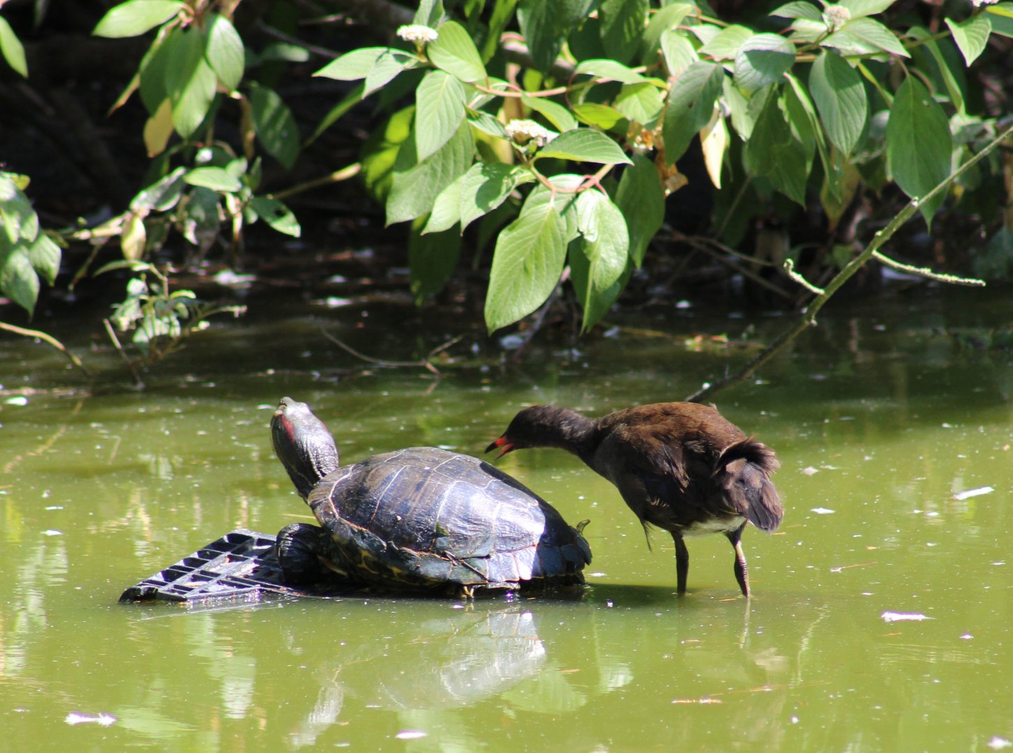 Red-eared slider and wild juvenile Moorhen