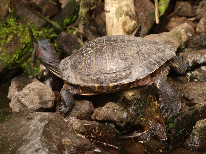 Red-eared slider (April 19th, 2015)