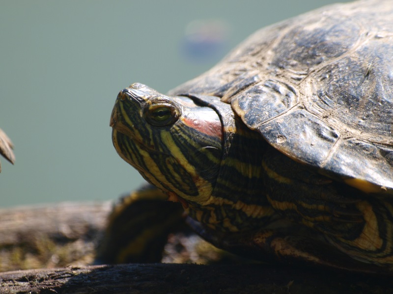 Red-eared slider (April 19th, 2015)