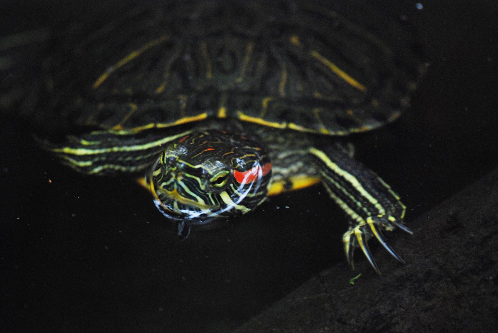 Red-eared Slider at the Turtle Centre, Cuc Phuong, 10/03/12
