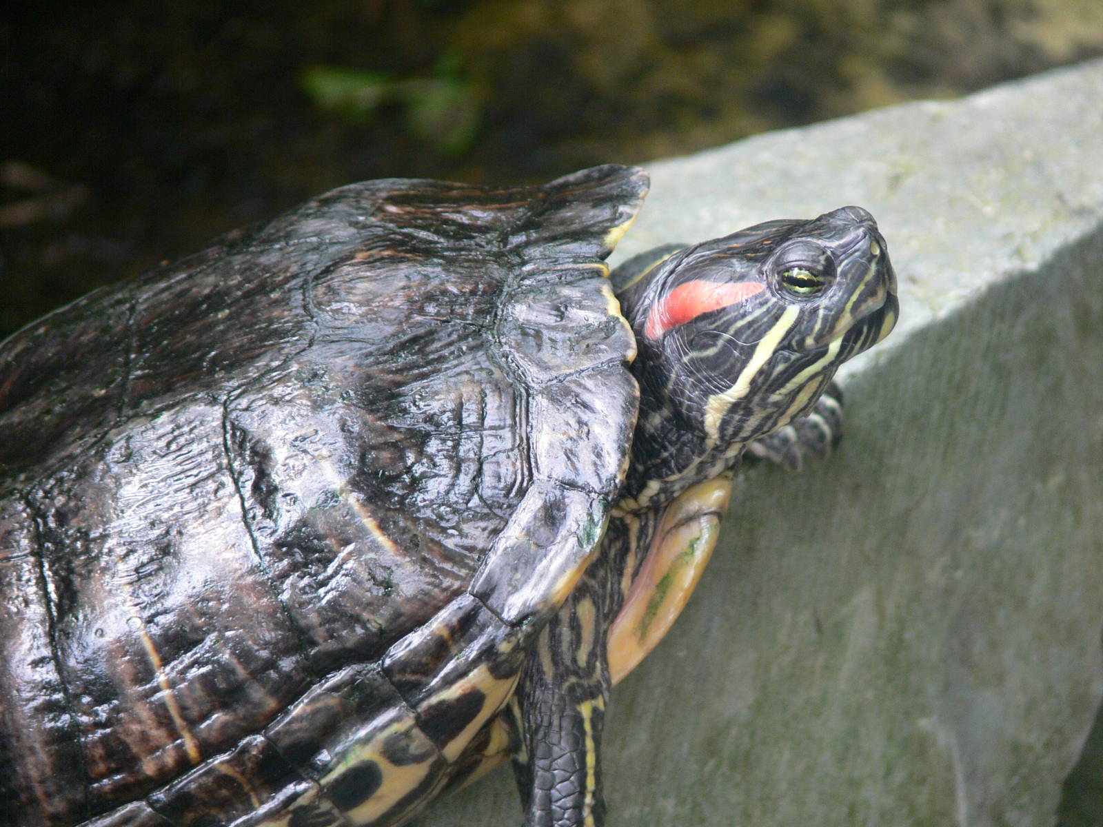 Red Eared Slider at Tropical World, 30/06/13