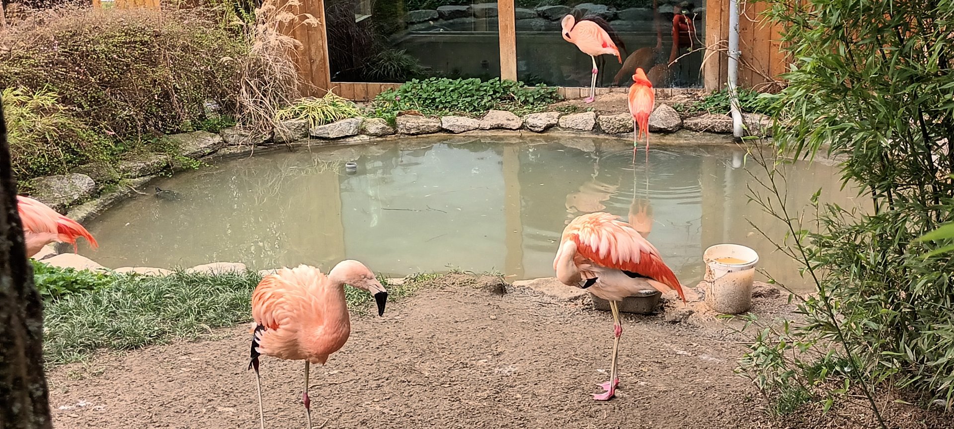 Red eared Slider, Chilean Flamingo, Caribbean Flamingo Enclosure