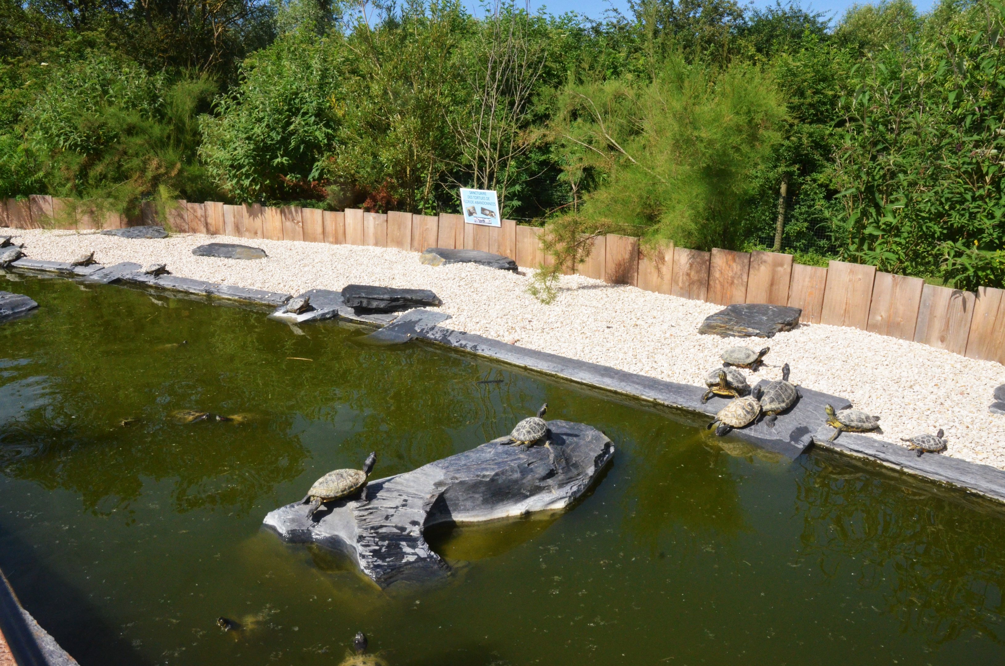 Red-eared Slider Enclosure at Biotropica, 16/06/18