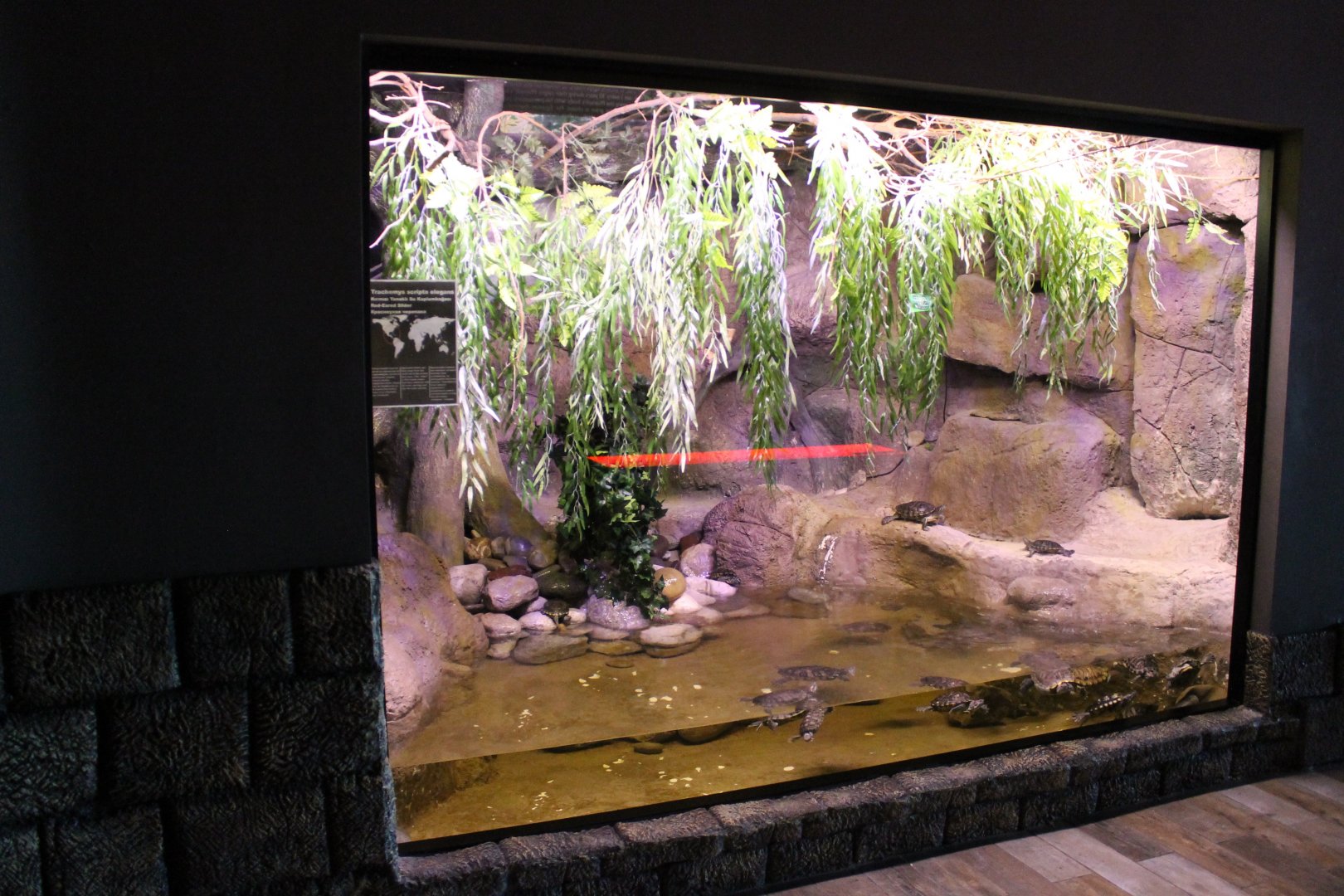 Red-eared slider enclosure