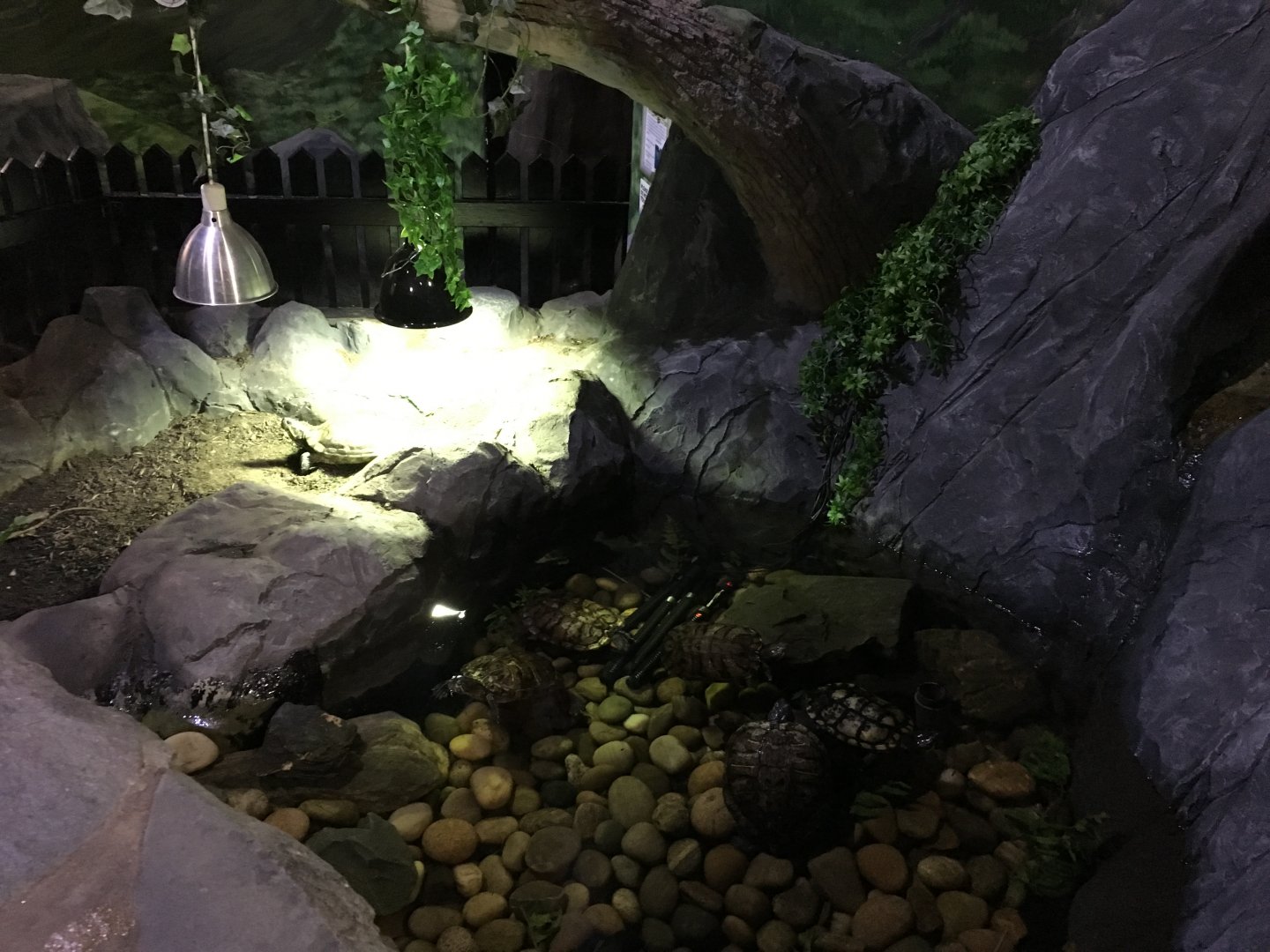 Red-eared slider exhibit 030817