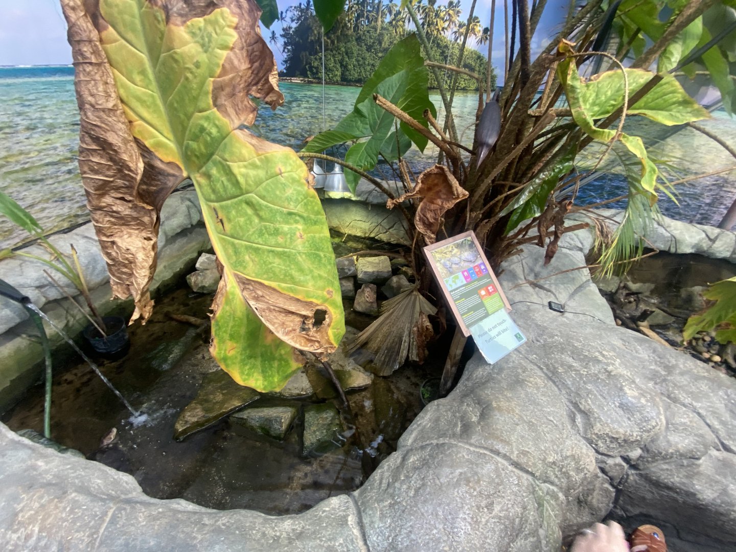 Red-eared slider exhibit 050924