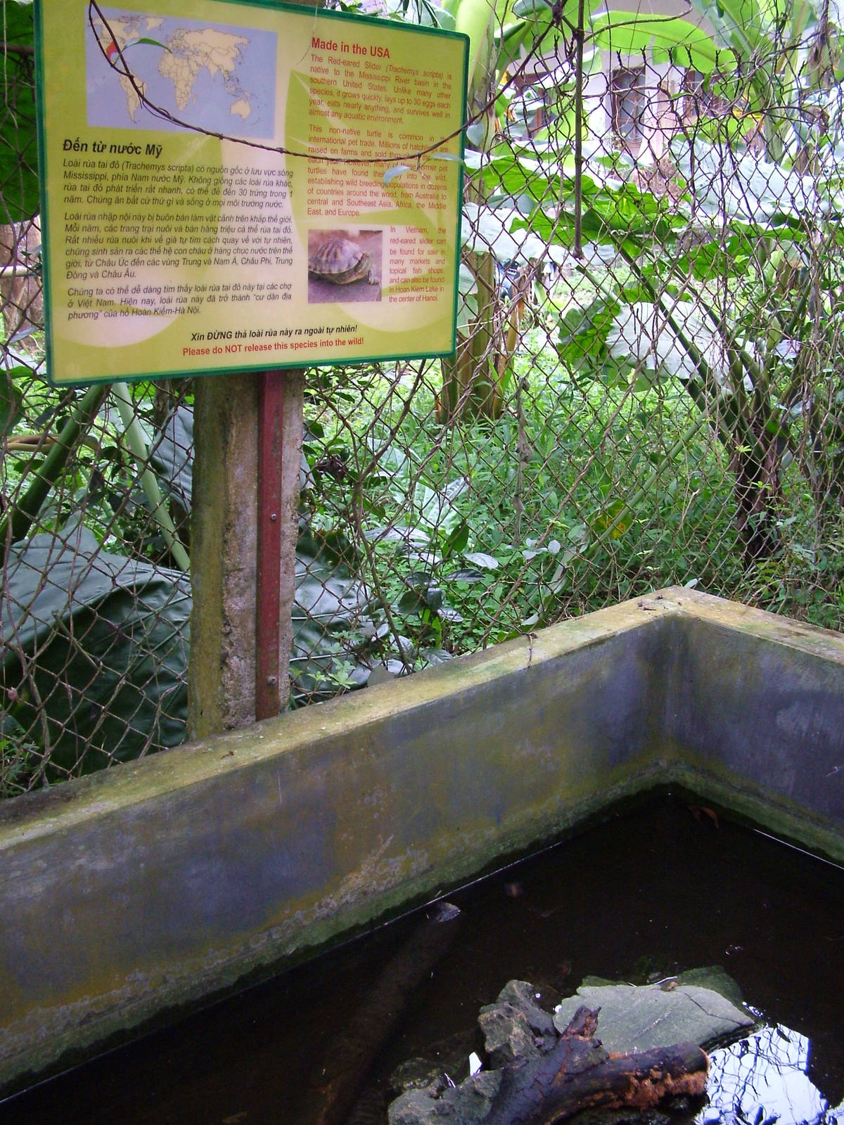 Red-eared Slider Exhibit at the Turtle Centre, Cuc Phuong, 10/03/12
