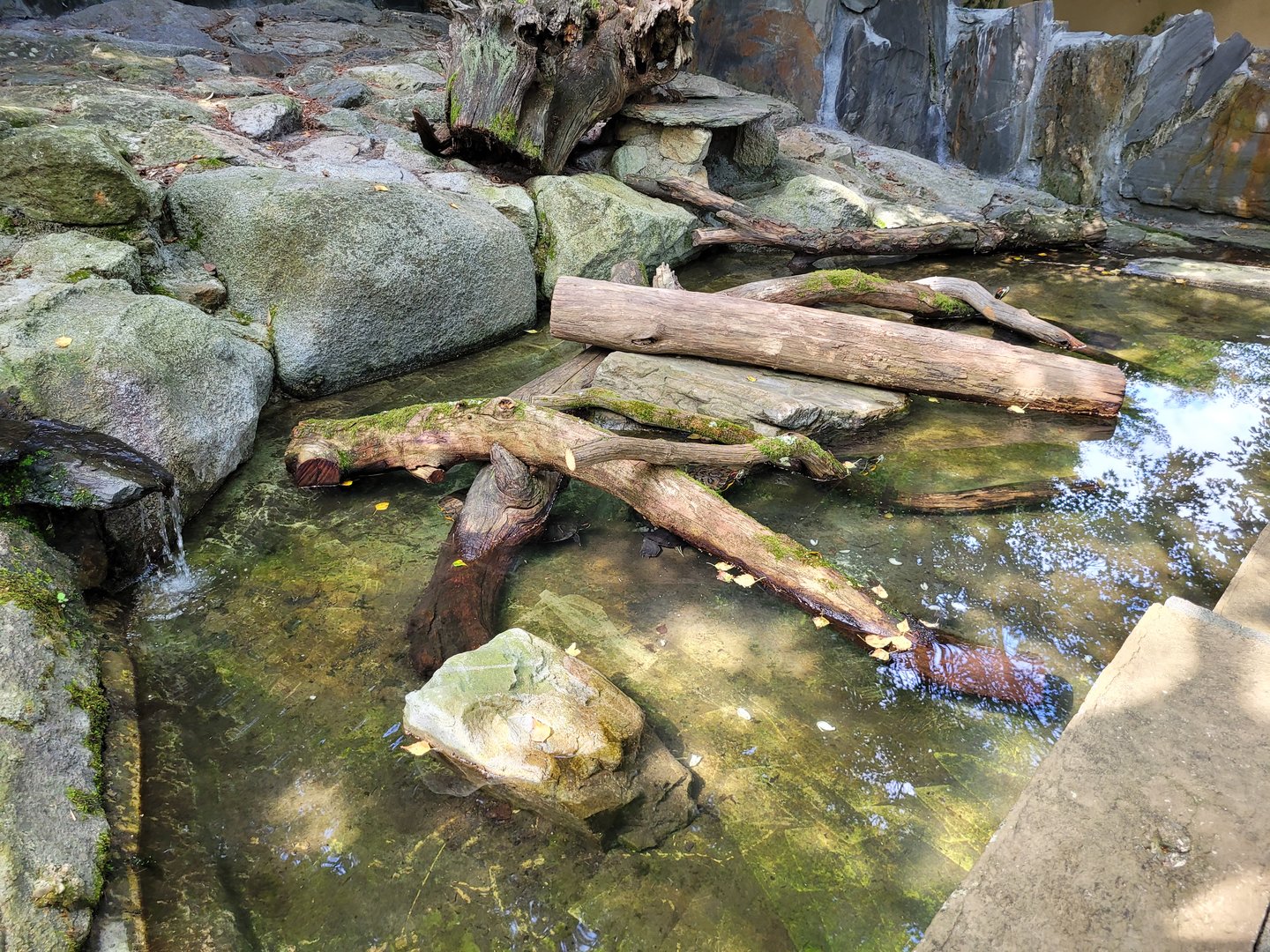 Red-eared slider exhibit -Parc Animalier des Pyrénées (2023)