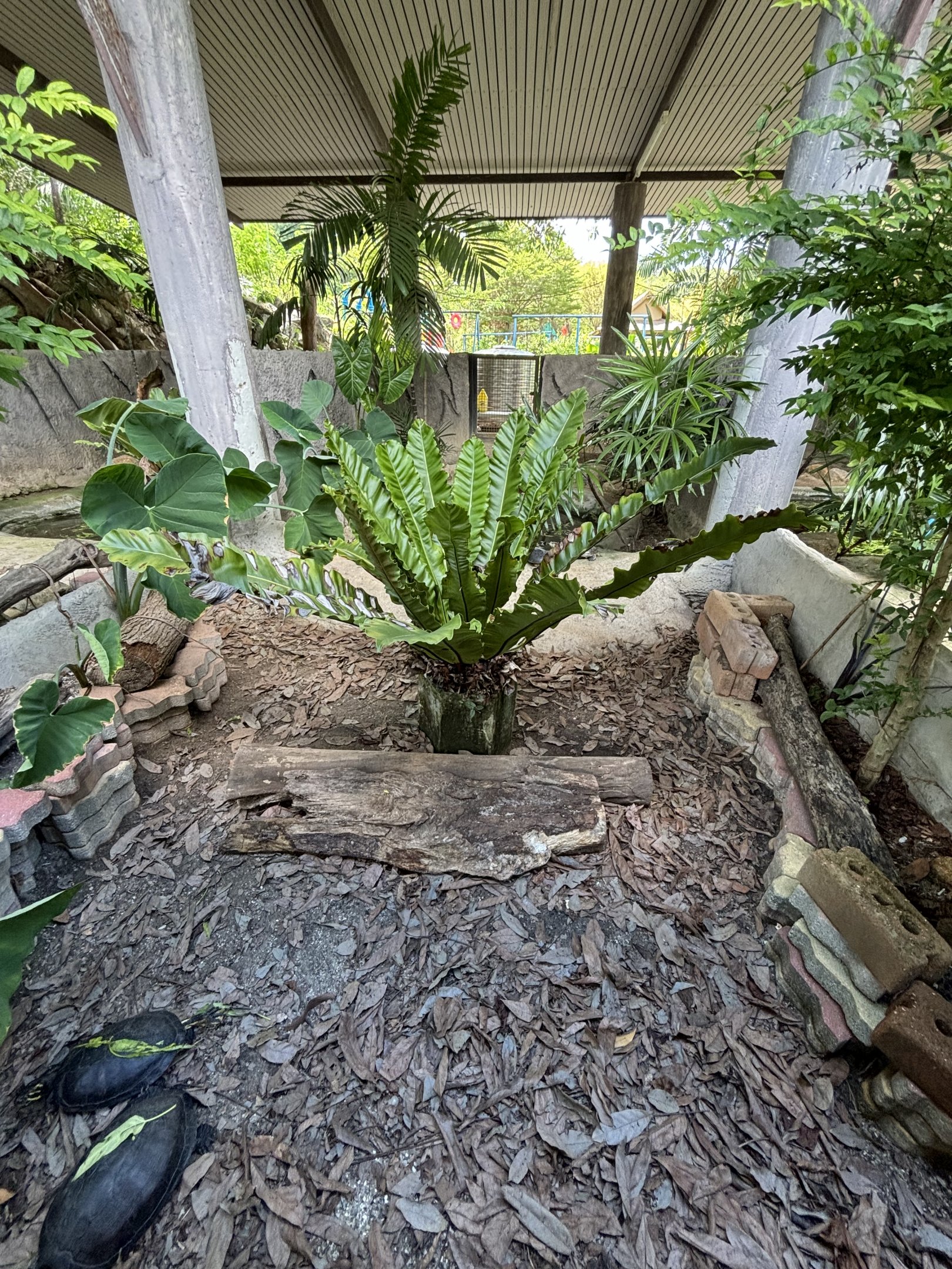 Red-eared Slider Exhibit