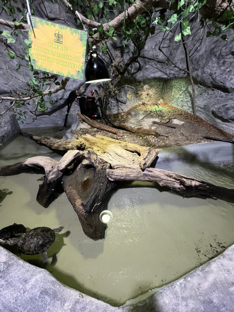 Red-Eared Slider Exhibit