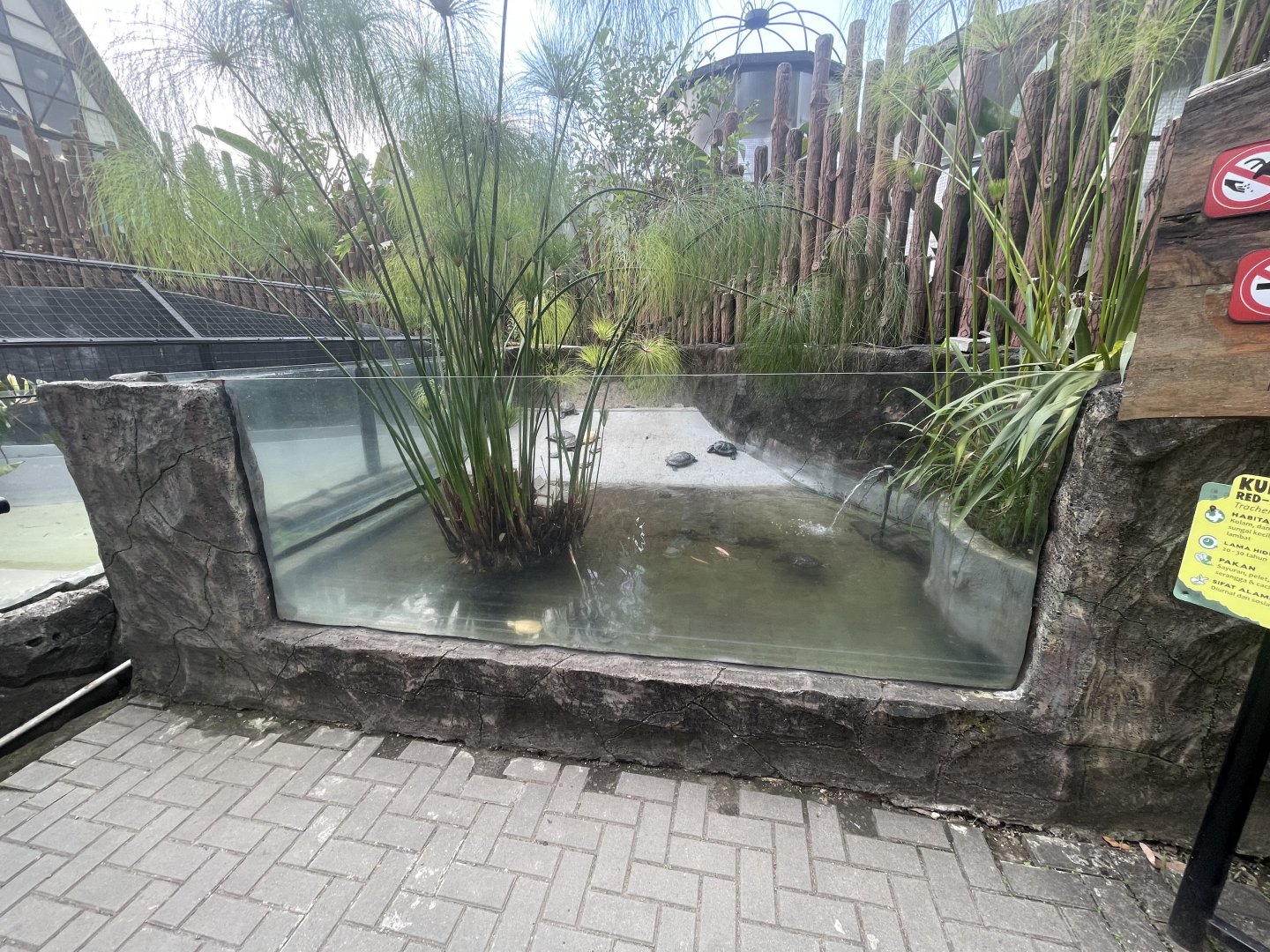 red-eared slider exhibit