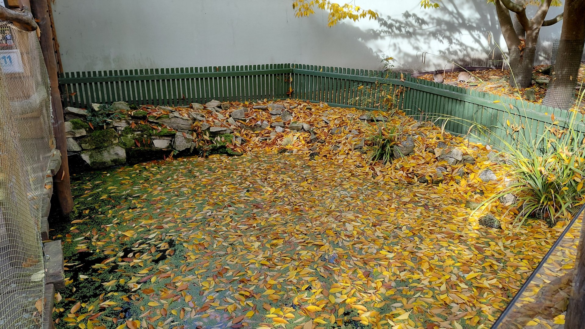 Red-eared slider exhibit