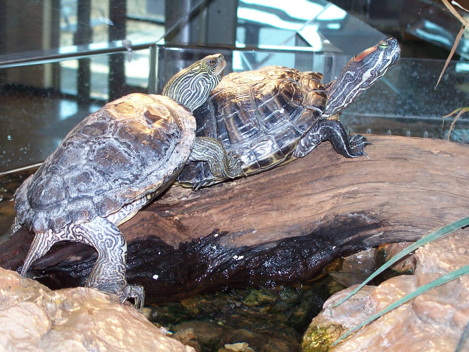 Red-eared Slider & False Map Turtle