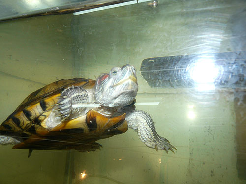 Red-eared slider in Kishinev Zoo