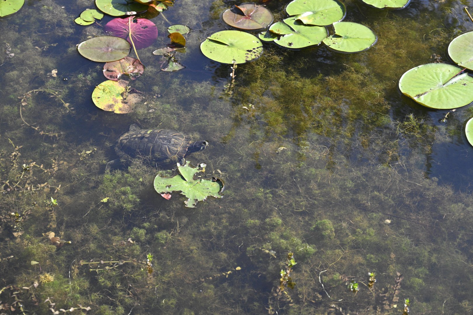 Red-eared Slider in the Marsh