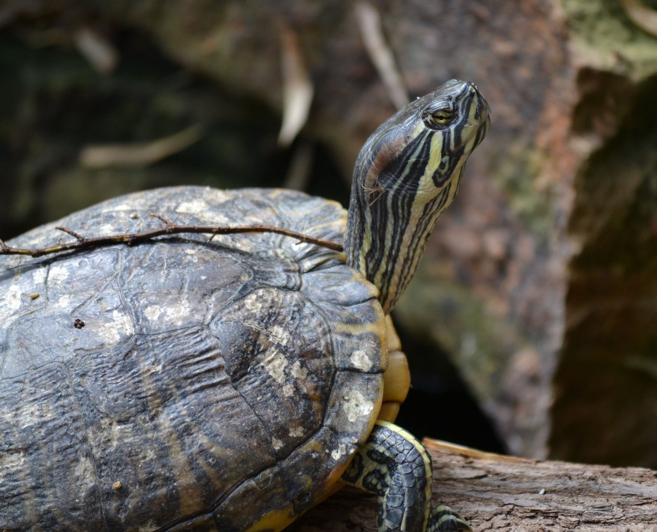 Red Eared Slider - June 2016
