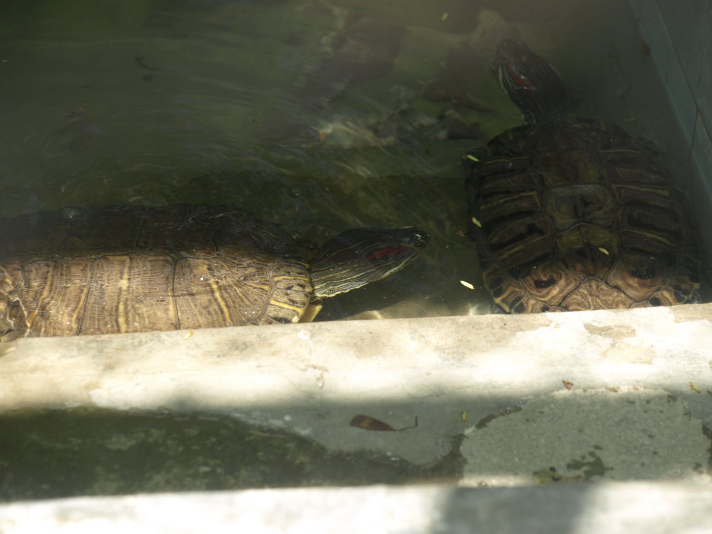 Red eared slider - Lahore zoo 8/4/2017