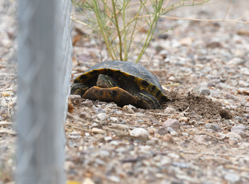 red eared slider laying eggs