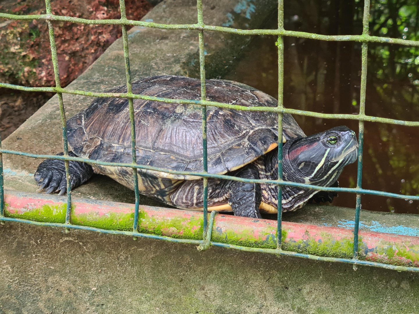 Red-eared slider or South American slider?