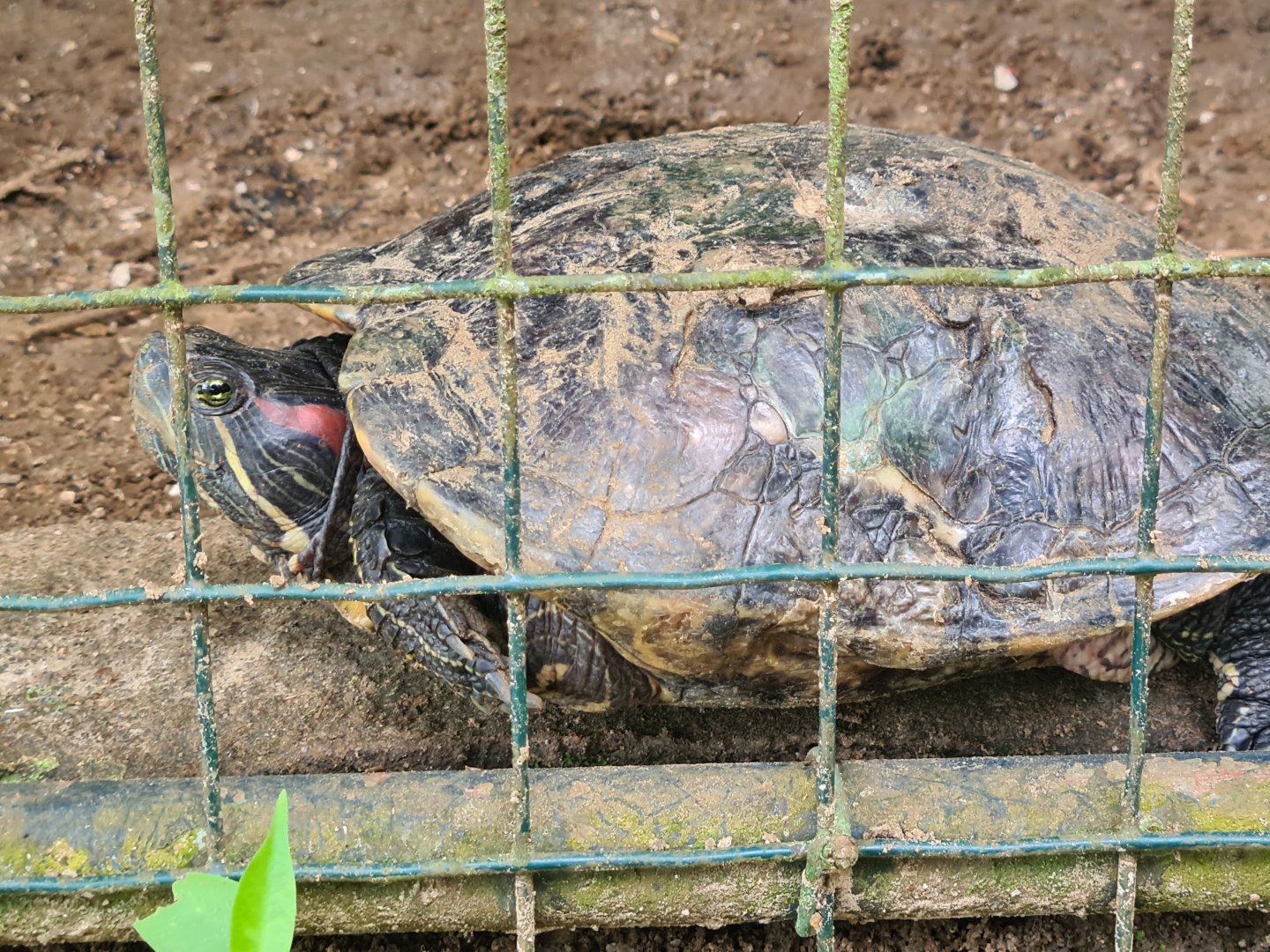 Red-eared slider or South American slider?