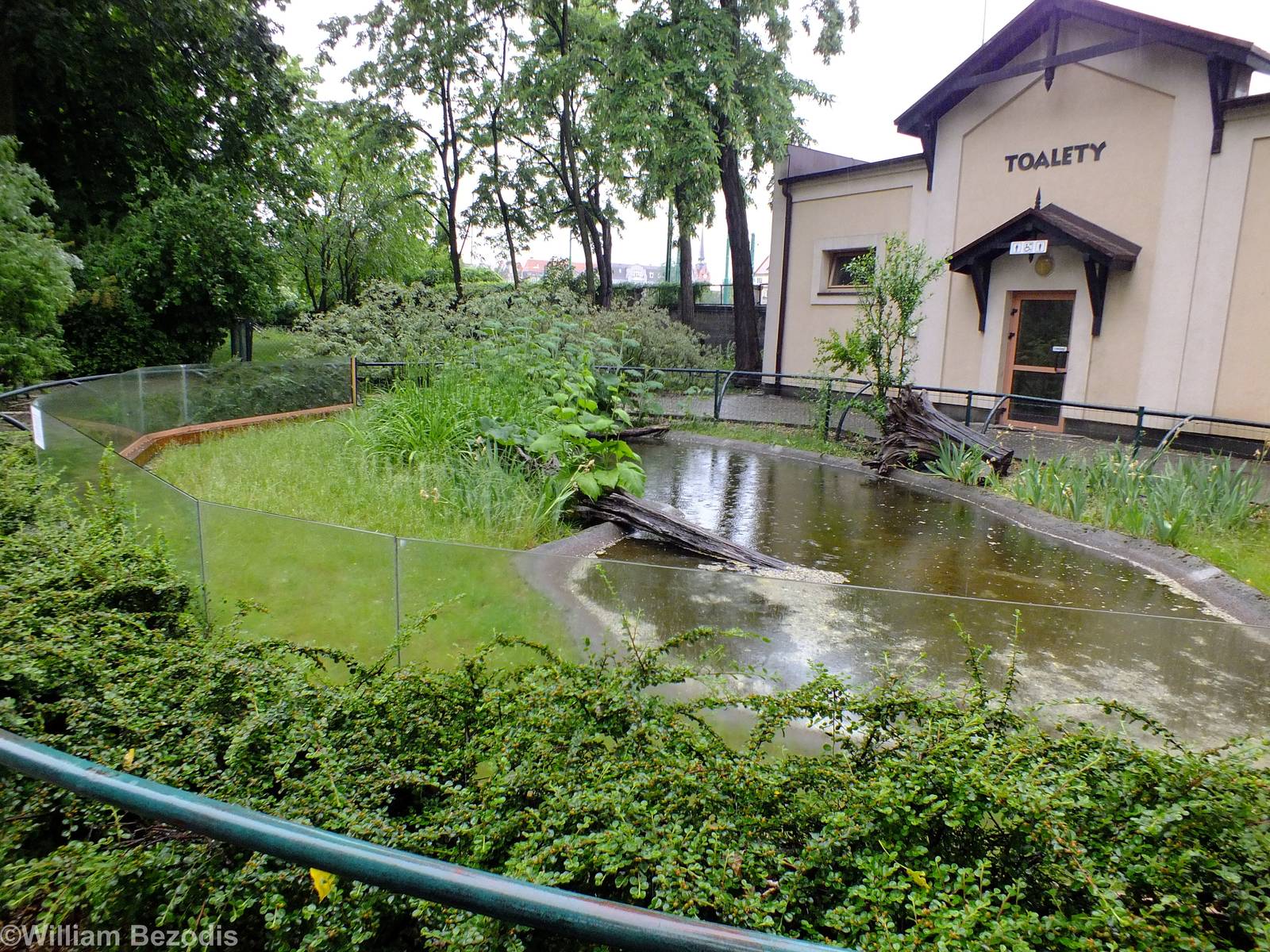 Red-eared Slider Pond with Toilets Behind