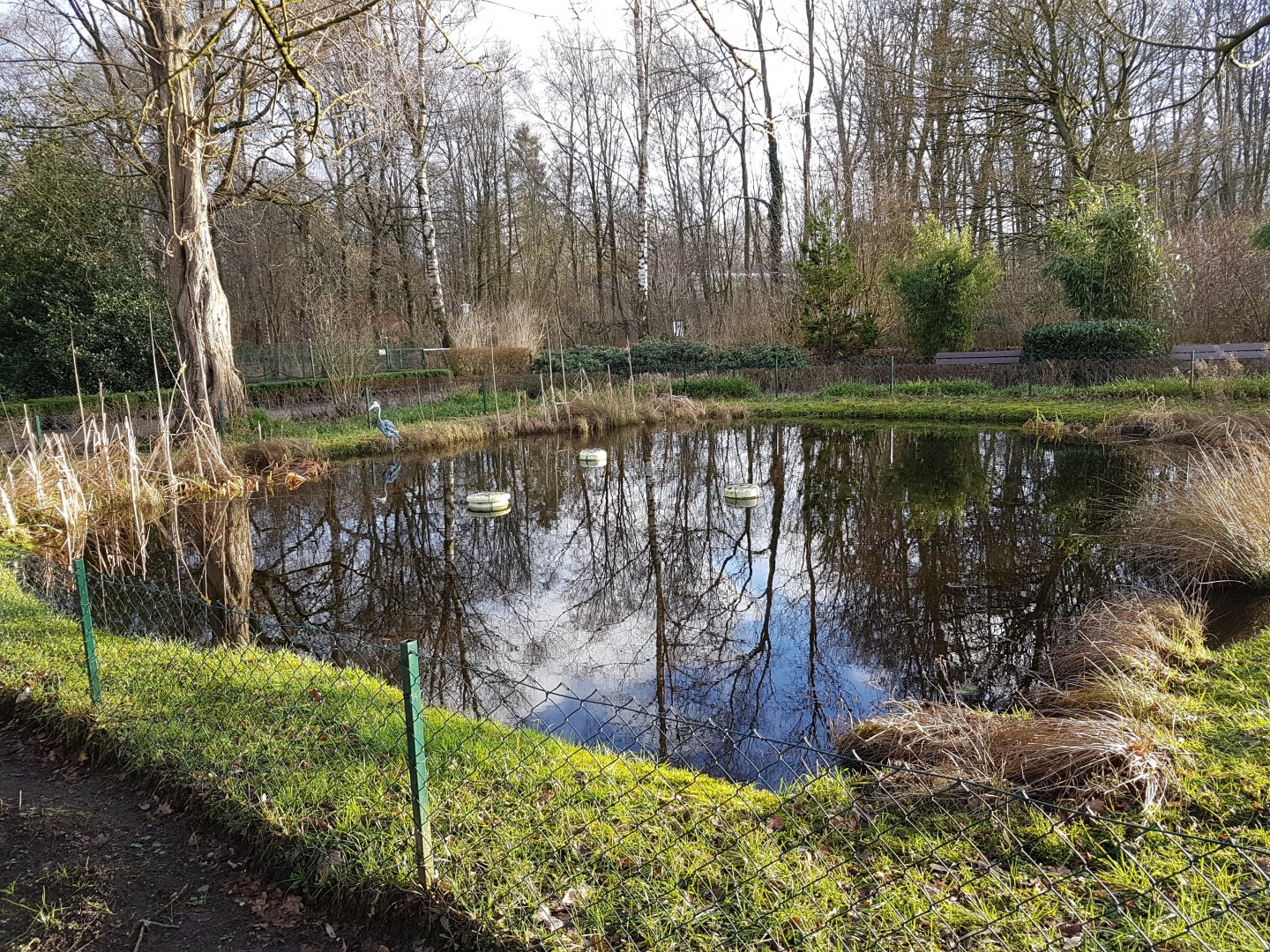 Red-eared slider-pond
