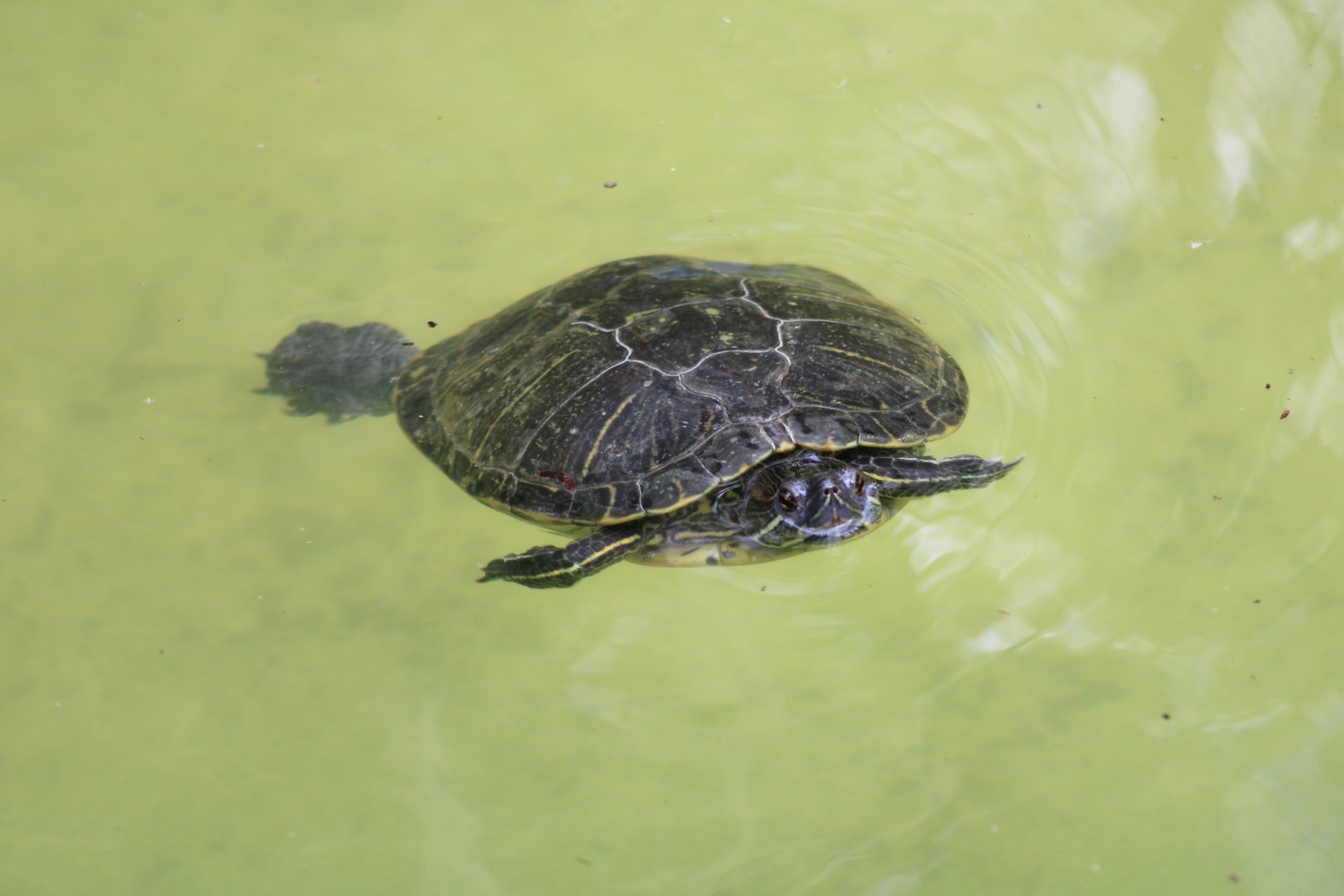 Red-Eared Slider (T. s. elegans)