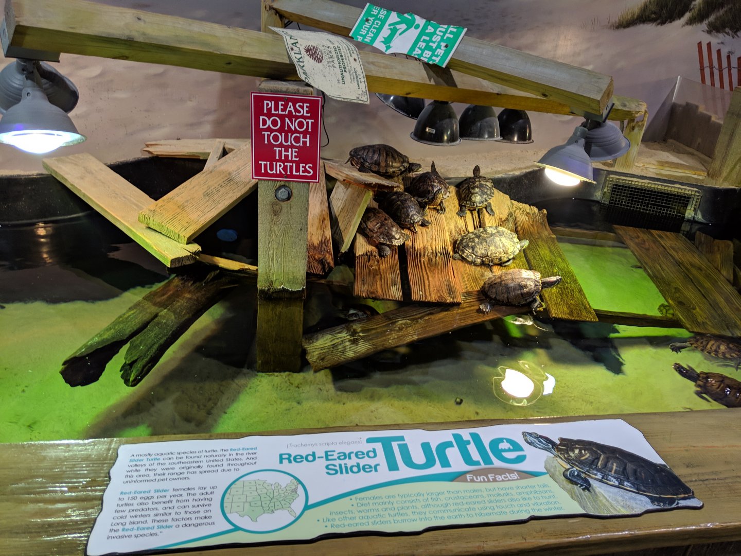 Red-eared Slider tank (2019)