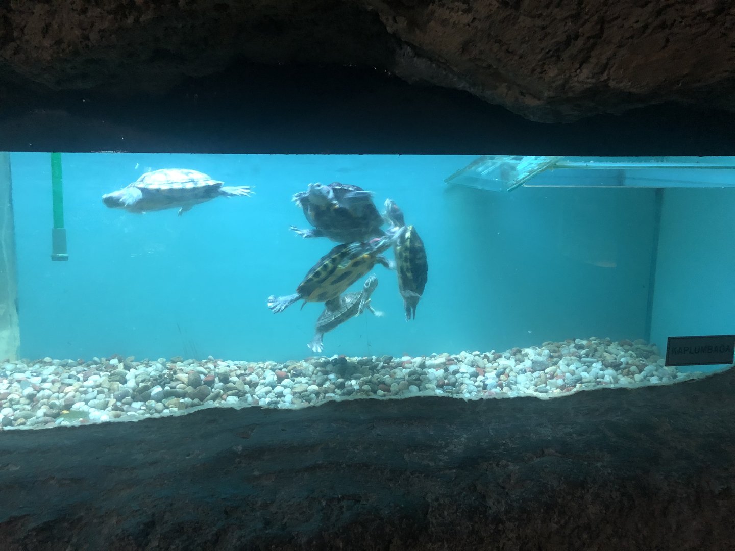 Red-eared Slider Tank at the Ankara Domestic Animals Park