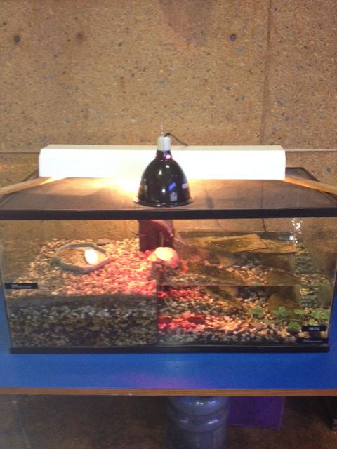 Red eared slider tank