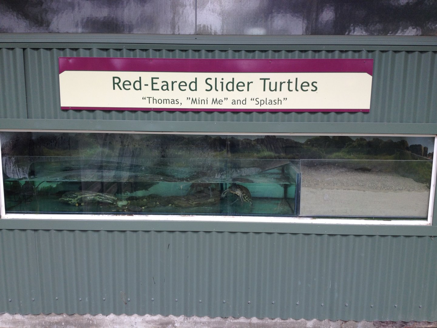 Red-eared Slider tank