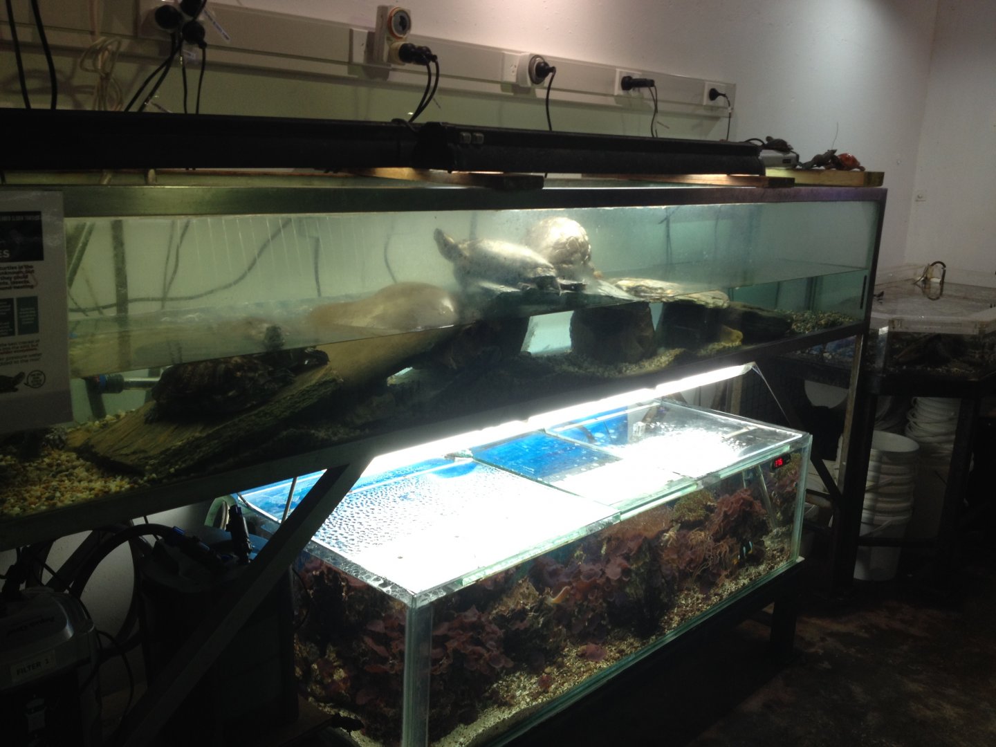 Red-eared Slider tank