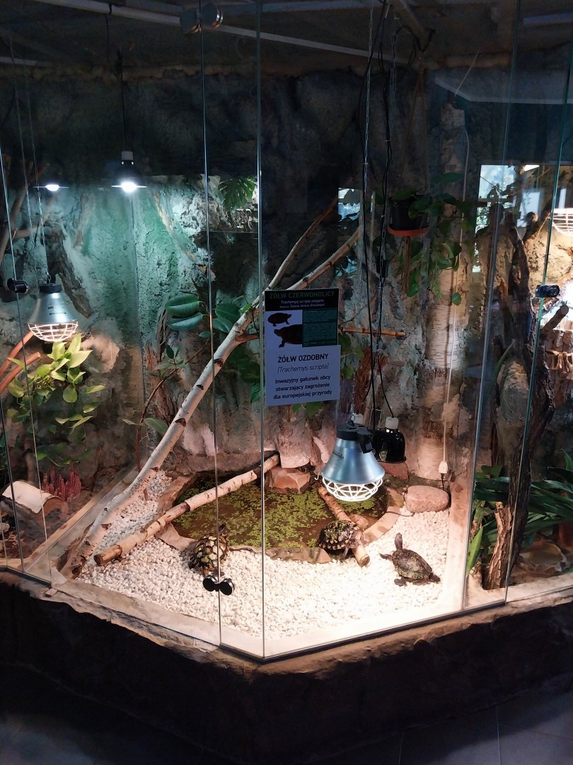 Red-eared Slider (Trachemus scripta elegans)