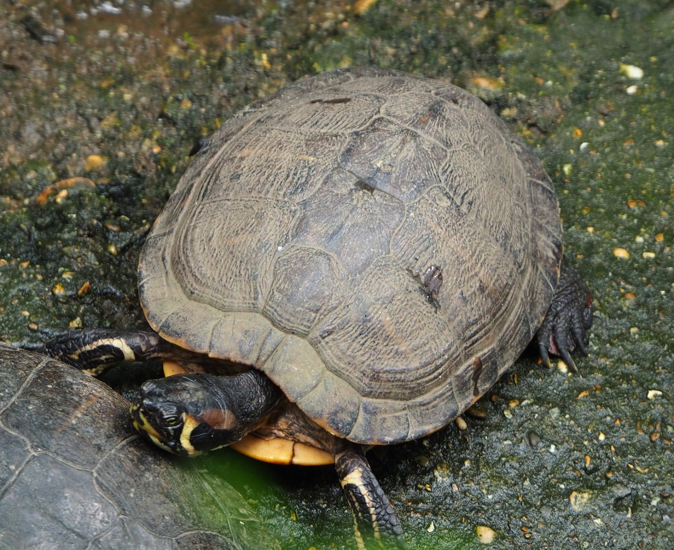 Red-eared slider (Trachemys scripta elegans), 2020-06-20