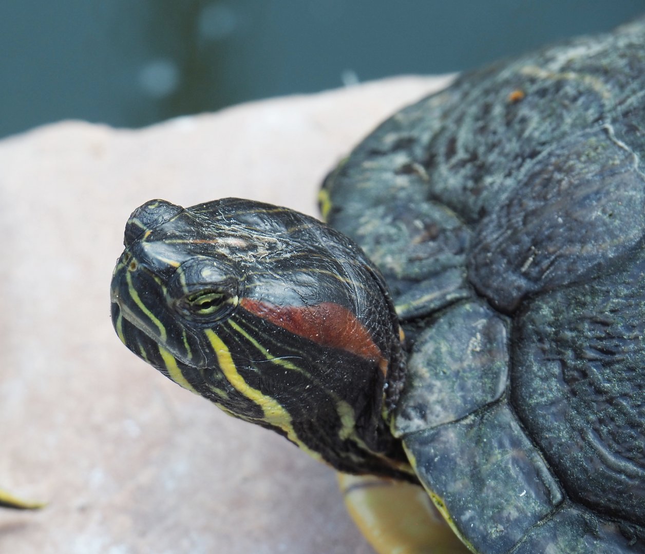 Red-eared slider (Trachemys scripta elegans), 2020-09-02