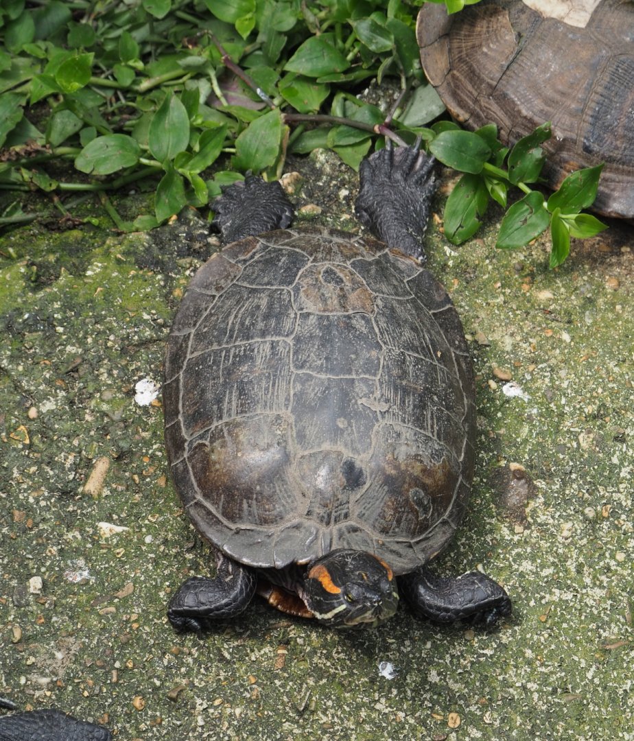 Red-eared slider (Trachemys scripta elegans), 2021-06-15