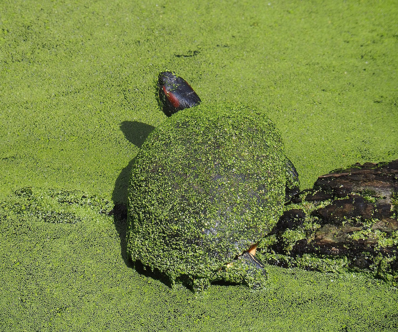 Red-eared slider (Trachemys scripta elegans), 2022-08-20