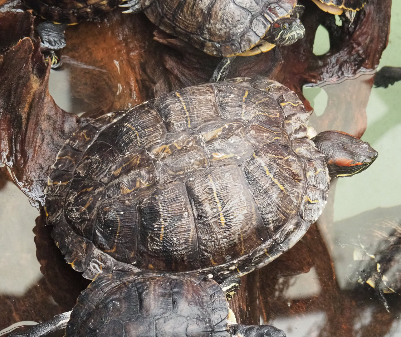 Red-eared slider (Trachemys scripta elegans), 2022-09-14