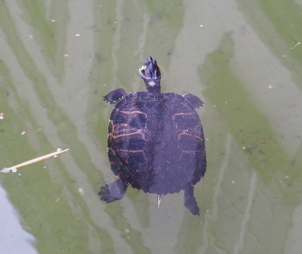 Red-eared slider (Trachemys scripta elegans), 2023-10-13