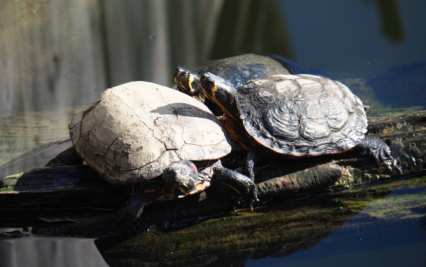 Red-eared slider (Trachemys scripta elegans) and Yellow-bellied sliders (T. s. scripta), 2019-03-30