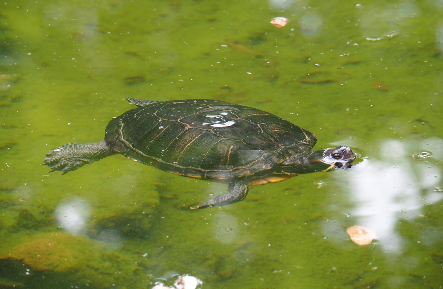 Red-eared slider (Trachemys scripta elegans), Aug 28th, 2018