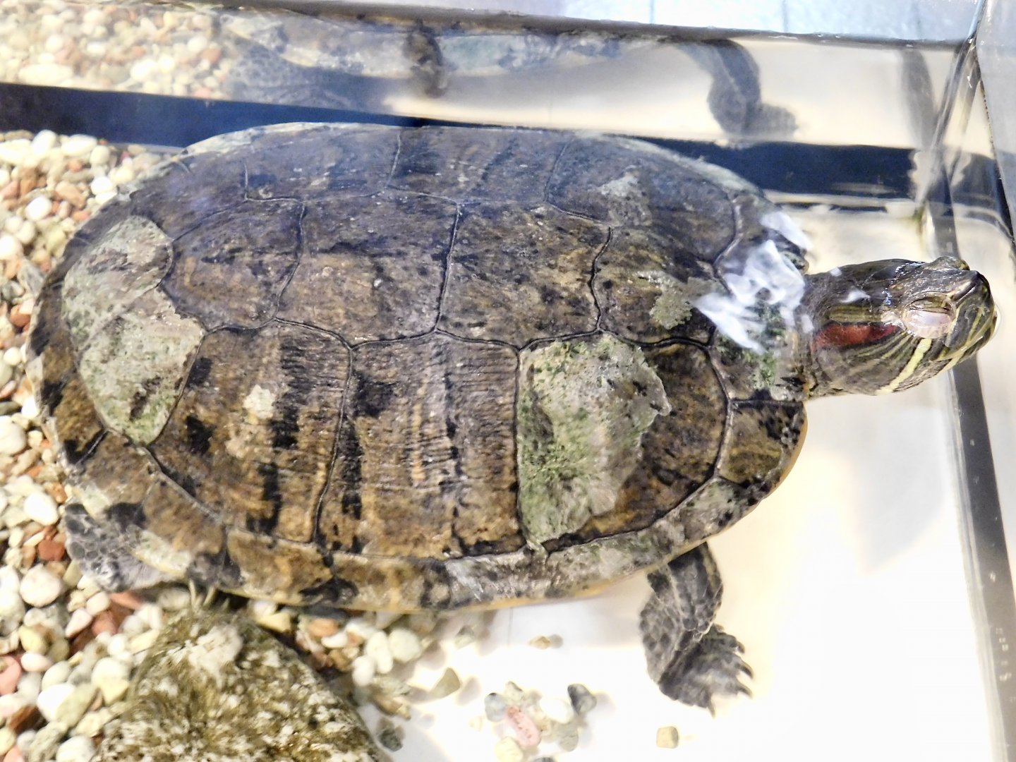 Red-Eared Slider (Trachemys scripta elegans) October 18, 2025