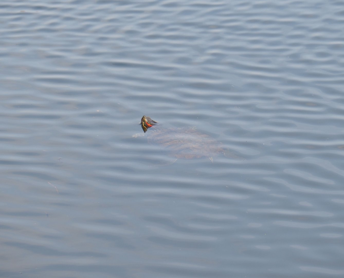 Red-eared slider (Trachemys scripta elegans) swimming in the lake, 2019-04-06