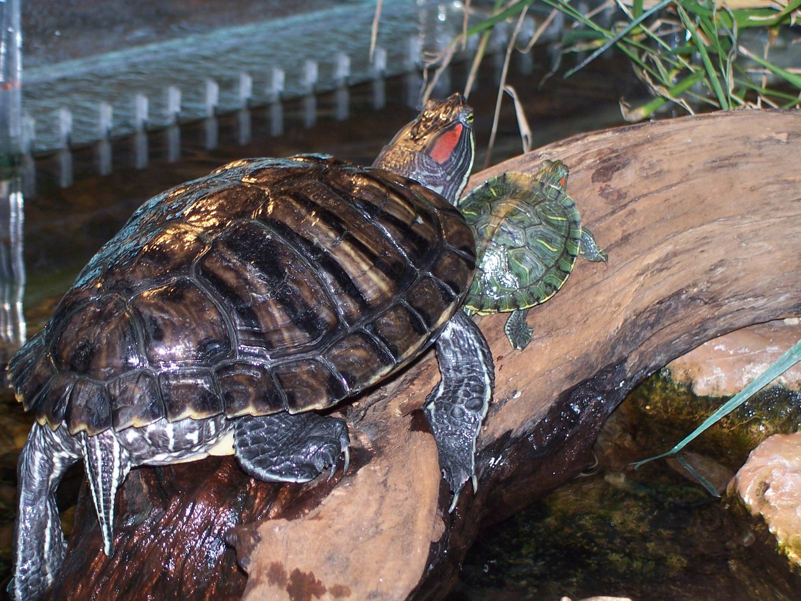 Red-eared Slider (Trachemys scripta elegans)