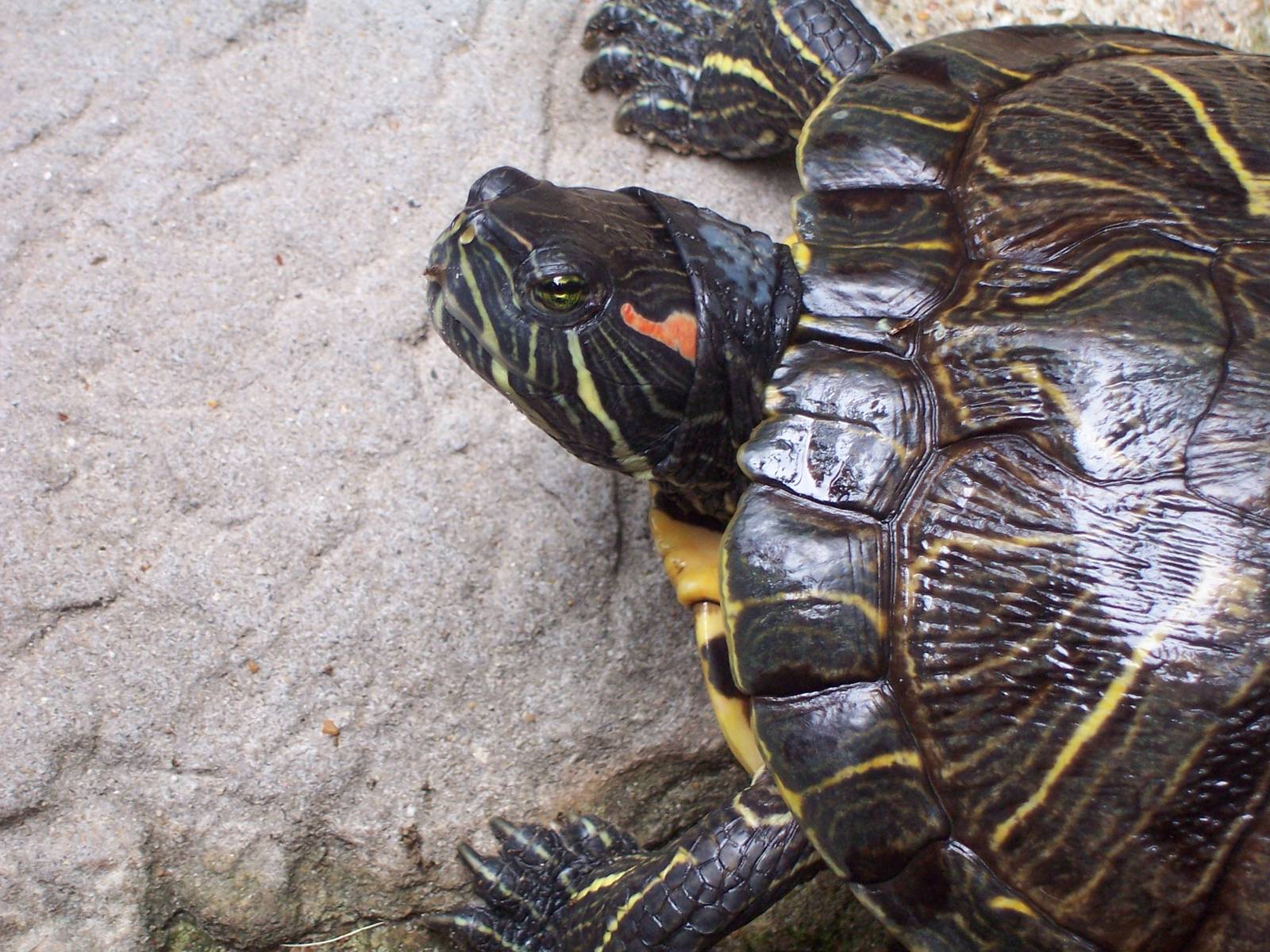 Red-eared Slider (Trachemys scripta elegans)
