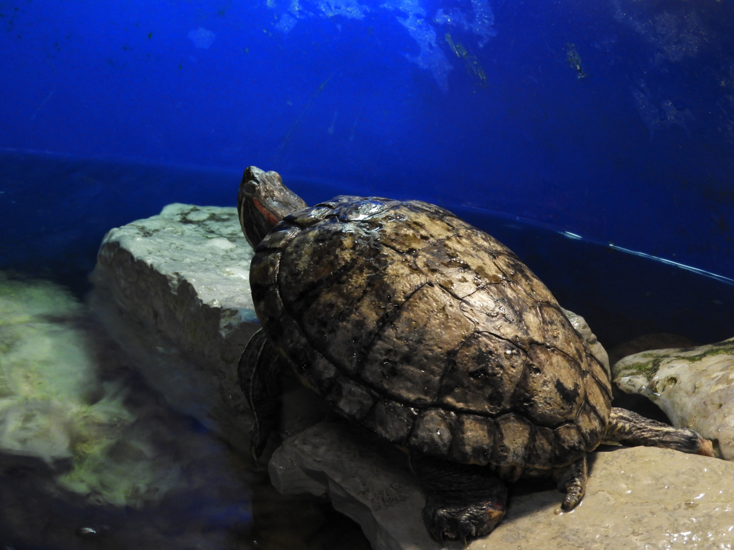 Red-Eared Slider (Trachemys scripta elegans)