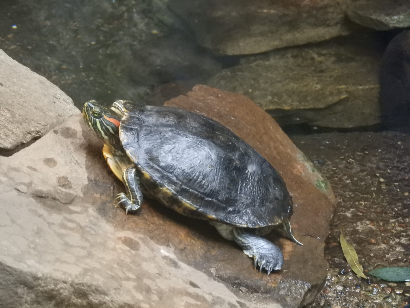 Red-Eared Slider (Trachemys scripta elegans)